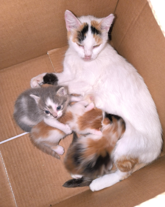 Gatti e gattini