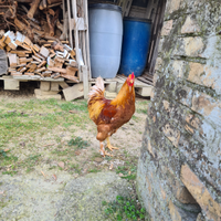 Gallo brahma