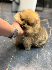 Spitz di Pomerania / spitz nano