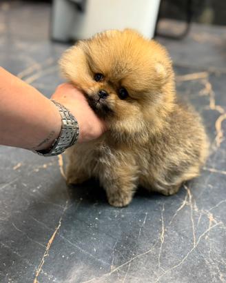 Spitz di Pomerania / spitz nano