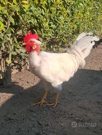 Gallo collo nudo italiano