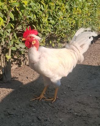 Gallo collo nudo italiano