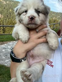 Disponibile cucciolo lagorai
