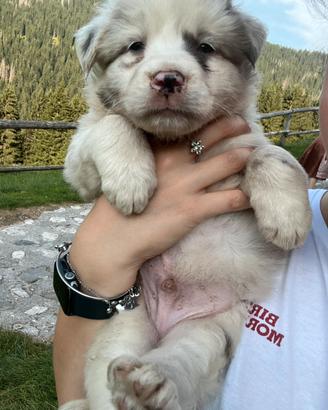 Disponibile cucciolo lagorai