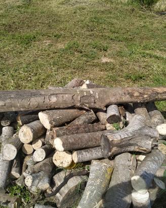 Trave in legno - tronco di bagolaro (spaccasassi)