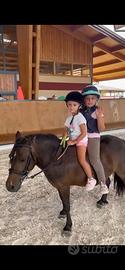 Pony shetland femmina