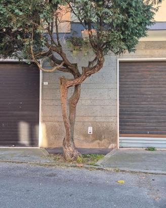 Loc. commerciale 90 mq bracciano