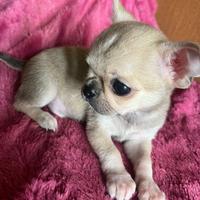 Micro Chihuahua SUPER SUPER TOY da adulto 1 kilo