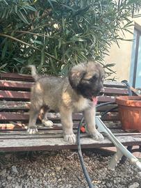 Cuccioli pastore del Caucaso X pastore maremmano