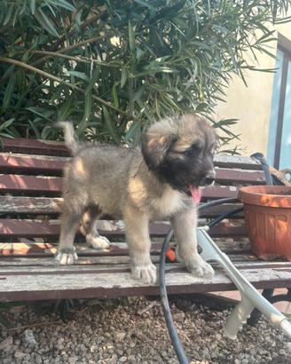 Cuccioli pastore del Caucaso X pastore maremmano