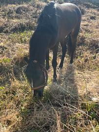 Pony hackney completo di tutto