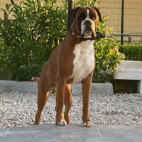 Boxer per monta