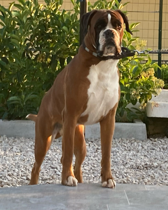 Boxer per monta