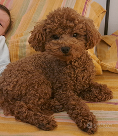 Barboncino PER MONTA Toy RED 26 cm maschio ENCI