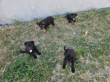 Rwgolo cuccioli solo ad peesone serie