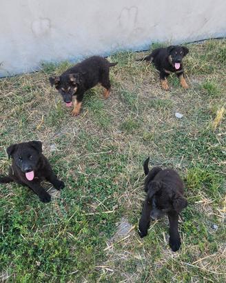 Rwgolo cuccioli solo ad peesone serie