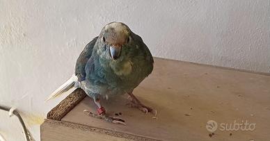 kakariki semi allevati a mano 