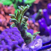 Montipora Stellata Verde