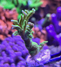 Montipora Stellata Verde