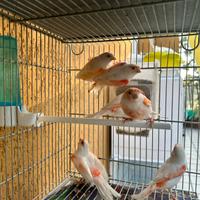 Canarini mosaico rosso