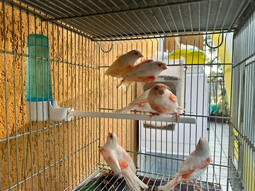 Canarini mosaico rosso