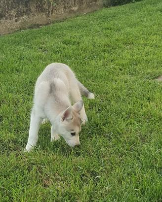 Cuccioli siberian huskhy