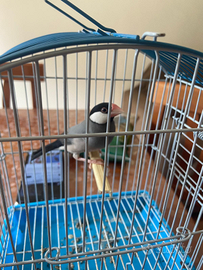 Padda fringuello di Giava