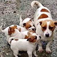 Cuccioli di gek rassel