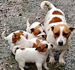 Cuccioli di gek rassel