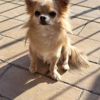 Chihuahua x accoppiamento