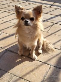 Chihuahua x accoppiamento