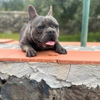 Bulldog francese