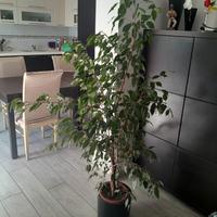 Ficus Benjamin 