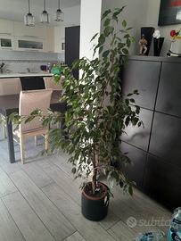 Ficus Benjamin 