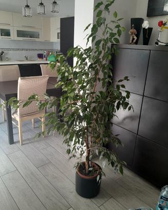 Ficus Benjamin 