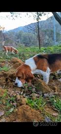 Beagle con pedigree 6 mesi