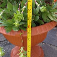 Pianta succulenta Sempervivum Tectorum  in vaso