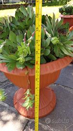 Pianta succulenta Sempervivum Tectorum  in vaso