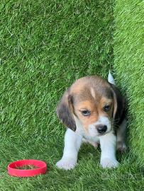 Beagle
