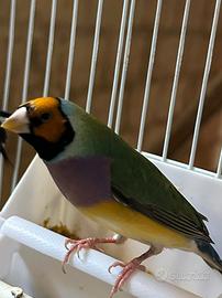 Uccelli