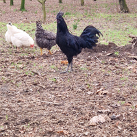 Gallo Cemani