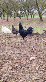 Gallo Cemani