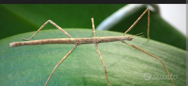 Insetto stecco