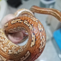 Serpente del grano