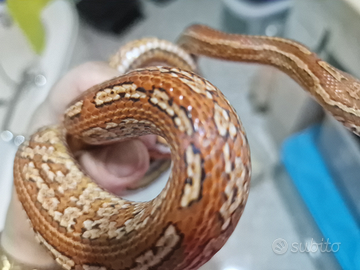 Serpente del grano