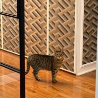 Gattina Europea di 6 anni molto tranquilla