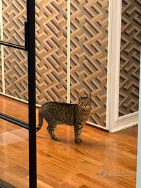 Gattina Europea di 6 anni molto tranquilla