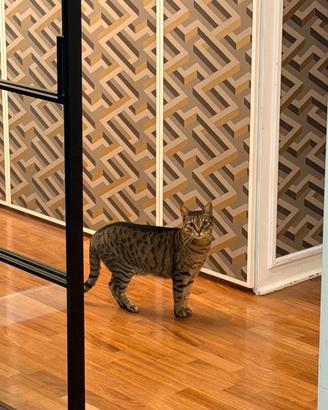 Gattina Europea di 6 anni molto tranquilla