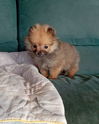 Volpino di Pomerania mini