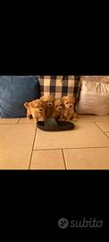 Maltipoo cuccioli
